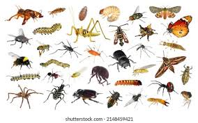 Attēlu rezultāti vaicājumam “Insecta”