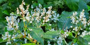 Attēlu rezultāti vaicājumam “Reynoutria sachalinensis flower”