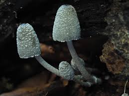 Attēlu rezultāti vaicājumam “Trichia alpina macro”