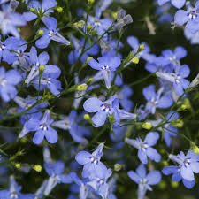 Image result for Lobelien