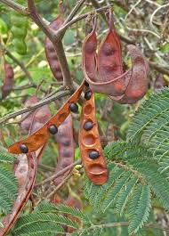 Attēlu rezultāti vaicājumam “Lophozia ascendens”