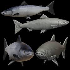 Image result for Salmo salar