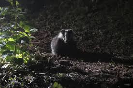 Attēlu rezultāti vaicājumam “Meles meles adult”