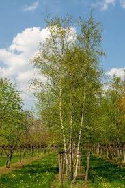 Attēlu rezultāti vaicājumam “Betula pubescens”
