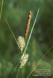 Attēlu rezultāti vaicājumam “Carex acutiformis flower”
