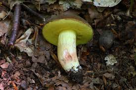 Attēlu rezultāti vaicājumam “Xerocomus subtomentosus”