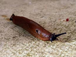 Attēlu rezultāti vaicājumam “Arion lusitanicus adult”