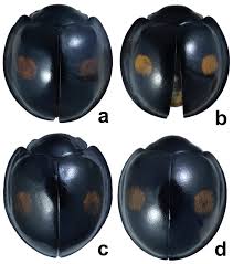 Attēlu rezultāti vaicājumam “Chilocorus renipustulatus”