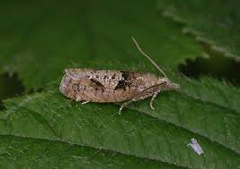 Attēlu rezultāti vaicājumam “Epinotia trigonella”