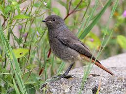 Attēlu rezultāti vaicājumam “Phoenicurus ochruros”