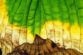 Attēlu rezultāti vaicājumam “Hosta sp. leaf”