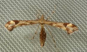 Attēlu rezultāti vaicājumam “Platyptilia gonodactyla imago”