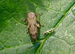 Attēlu rezultāti vaicājumam “Aphrophora alni”