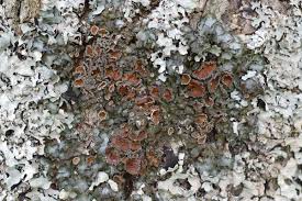 Attēlu rezultāti vaicājumam “Pleurosticta acetabulum”