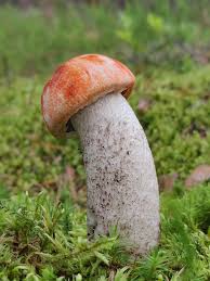 Attēlu rezultāti vaicājumam “Leccinum vulpinum”