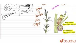 Attēlu rezultāti vaicājumam “Chara intermedia female”