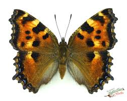 Attēlu rezultāti vaicājumam “Nymphalis polychloros upperside”