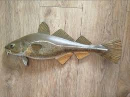 Image result for Gadus morhua