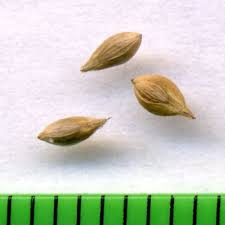 Attēlu rezultāti vaicājumam “Carex remota fruit”