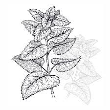 Attēlu rezultāti vaicājumam “Melissa officinalis leaf”