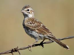 Image result for Chondestes grammacus