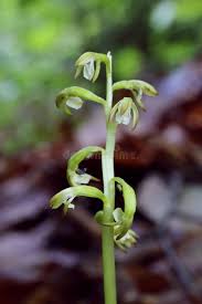 Attēlu rezultāti vaicājumam “Corallorhiza trifida flower”