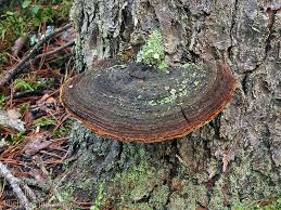 Attēlu rezultāti vaicājumam “Phellinus pini”