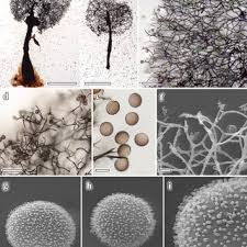 Attēlu rezultāti vaicājumam “Comatricha fragilis stalked”