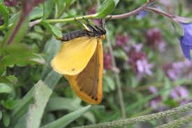 Attēlu rezultāti vaicājumam “Setina irrorella”