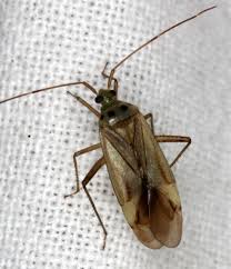 Attēlu rezultāti vaicājumam “Adelphocoris quadripunctatus”