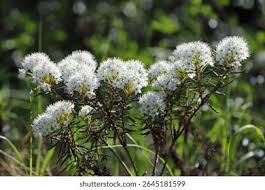 Attēlu rezultāti vaicājumam “Ledum palustre flower”