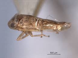 Attēlu rezultāti vaicājumam “Macrosteles sp.”