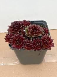 Image result for echtes Hauswurz