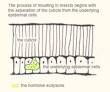 Ecdysis - Wikipedia, the free encyclopedia