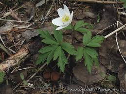Attēlu rezultāti vaicājumam “Dumontinia tuberosa”