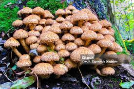 Attēlu rezultāti vaicājumam “Pholiota squarrosa”