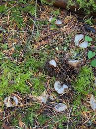 Attēlu rezultāti vaicājumam “Humaria hemisphaerica”