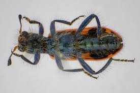 Attēlu rezultāti vaicājumam “Paradiacheopsis rigida macro”