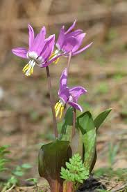 Attēlu rezultāti vaicājumam “Erythronium sibiricum flower”
