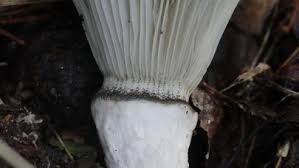 Attēlu rezultāti vaicājumam “Gomphidius roseus”