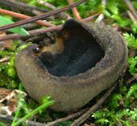 Attēlu rezultāti vaicājumam “Peziza badia”