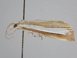 Attēlu rezultāti vaicājumam “Catoptria fulgidella”