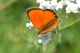 Attēlu rezultāti vaicājumam “Lycaena virgaureae female”
