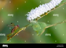 Attēlu rezultāti vaicājumam “Eriocampa ovata”