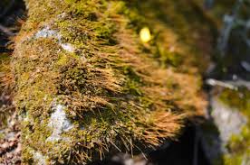 Attēlu rezultāti vaicājumam “Funaria hygrometrica”