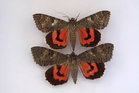 Attēlu rezultāti vaicājumam “Catocala nupta”