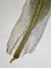 Attēlu rezultāti vaicājumam “Tortella tortuosa”