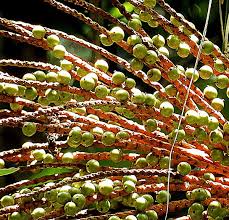 Attēlu rezultāti vaicājumam “Elymus caninus fruit”