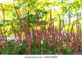 Attēlu rezultāti vaicājumam “Bistorta major leaf”