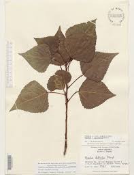 Attēlu rezultāti vaicājumam “Populus x canadensis”